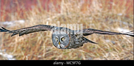 Great Grey Owl im Flug tief über dem Boden, nähert sich Beute, aus nächster Nähe Stockfoto