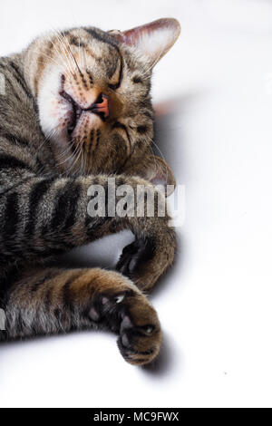 Street cat Isolieren auf Hintergrund, Vorderansicht von oben, technische Kosten. Stockfoto