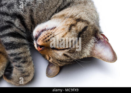 Street cat Isolieren auf Hintergrund, Vorderansicht von oben, technische Kosten. Stockfoto