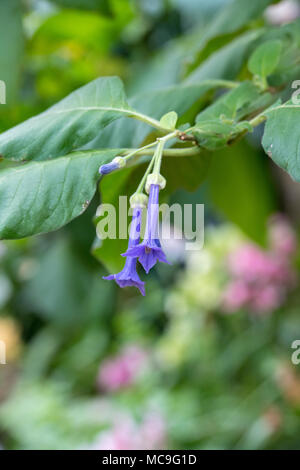 Iochroma Grandiflorum Blumen Stockfoto