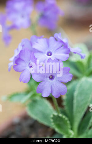 Primula Marginata. Silber umrandet Primel Blume Stockfoto