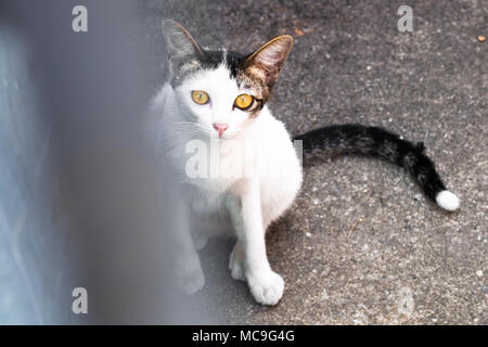 Street cat Isolieren auf Hintergrund, Vorderansicht von oben, technische Kosten. Stockfoto