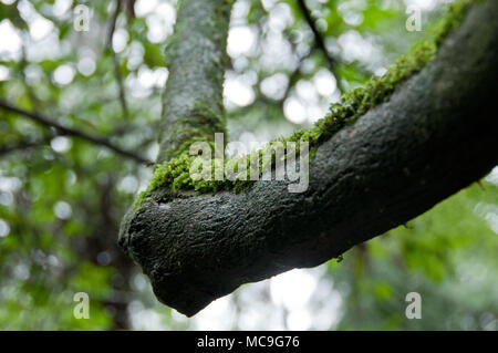 Moosige Flechten auf schwarzen feuchten Baum im Wald Stockfoto