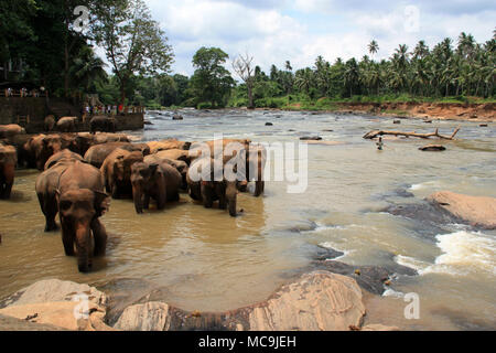 Einmal am Tag die Elefanten leben im Pinnawala Elefanten Waisenhaus zu dem in der Nähe gelegenen Fluss geführt werden, ein Bad zu nehmen und in den Fluss zu spielen. Stockfoto