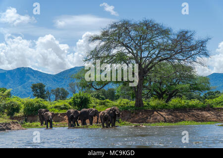 Afrikanische Elefanten Herde Trinkwasser aus Lake Kariba, Simbabwe Stockfoto