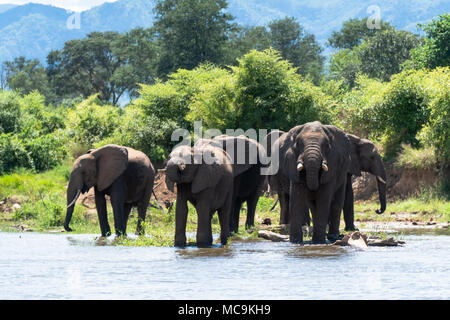 Afrikanische Elefanten Trinkwasser aus Lake Kariba, Simbabwe Stockfoto