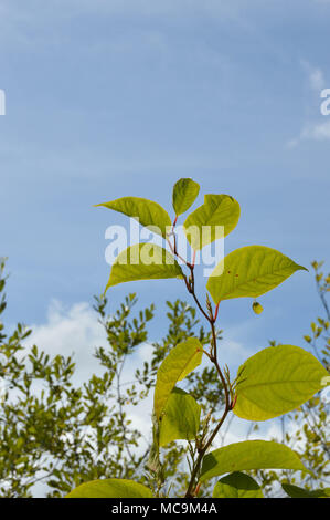 Japanischer knöterich oder Fallopia japonica Stockfoto