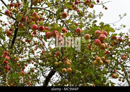 Äpfel auf dem Baum Stockfoto