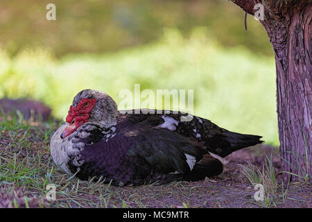 Muscovy duck im Schatten sitzen unter einem Tannenbaum Stockfoto