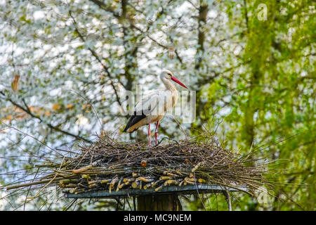 Weißstorch (Ciconia ciconia) am Nest thront. Die Schweiz. Stockfoto