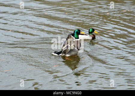 Wilde Enten machen eine Landung und bis über den Fluss fliegen im Winter Stockfoto