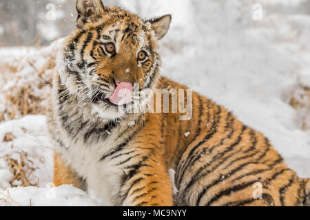 Sibirische Tiger im Winter Taiga. Sibirische Tiger im Schnee liegen in einem Winter Taiga. Tiger in freier Wildbahn winter natur. Gefahr Tier.. Schneeflocke mit Wunder Stockfoto