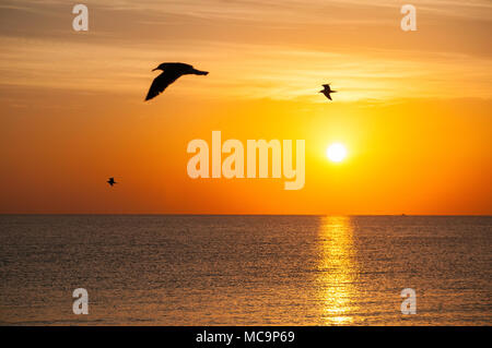 Vögel im Flug Silhouette, wie sie vor dem Sonnenaufgang in Florida. Stockfoto