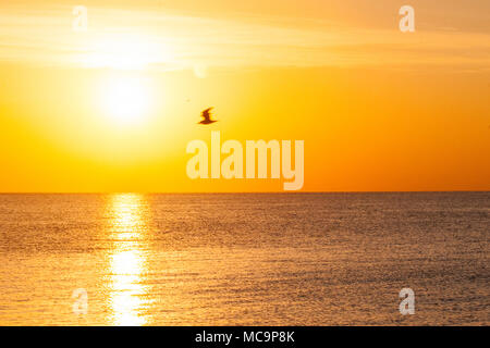 Vögel im Flug Silhouette, wie sie vor dem Sonnenaufgang in Florida. Stockfoto