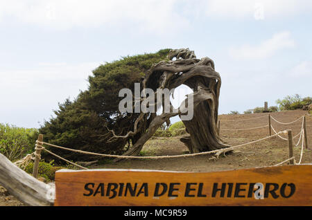 Der wind Wacholder in La Dehesa, El Hierro, Kanaren, Spanien. Stockfoto