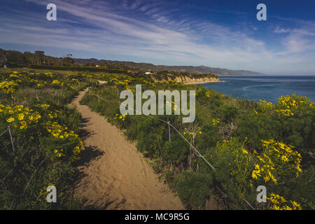 Schöne gelbe Wildblumen blühen und die Point Dume im Frühling mit Küste Blick auf dume Cove, Malibu, Kalifornien Stockfoto