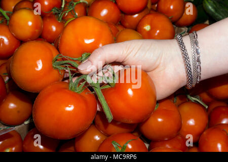 Frau Käufer Tomaten auf dem Zähler, nur ihre Hand sichtbar ist. Stockfoto