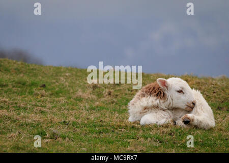 Ein neugeborenes Lamm liegt zusammengerollt auf dem Gras gegen eine Bergkulisse Stockfoto