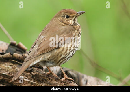 Eine wunderschöne Singdrossel (Turdus philomelos) hocken auf einem anmelden. Stockfoto