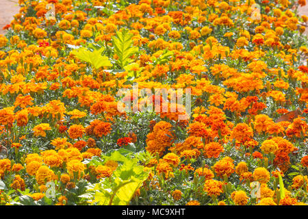 Ringelblumen Blumen im Garten. Orange, gelbe Blume. Ringelblume im Park. Ringelblume blumen König Rama 9 Thailand. Stockfoto