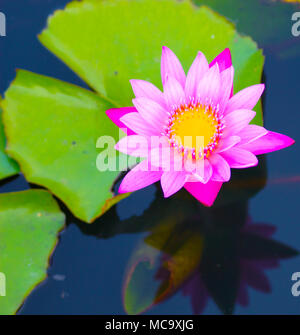 Schöne seerose oder Lotus Blume ist durch die satten Farben des tiefblauen Wasser Oberfläche ergänzt. Gesättigte Farben, Lotus Blume im Teich in der Natur Stockfoto