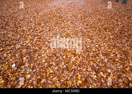 Laub, trockene Blätter fallen im Herbst Wald Hintergrund. Stockfoto