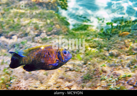 Die Unterwasserwelt der Sulu See Stockfoto