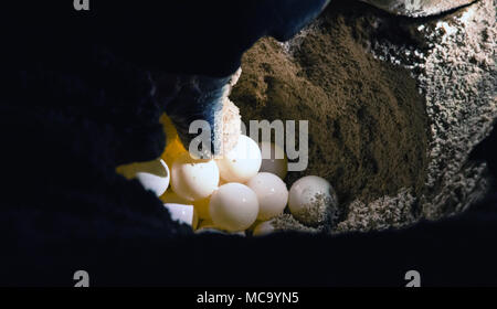 Turtle Hatchery auf der Insel Selingan Stockfoto