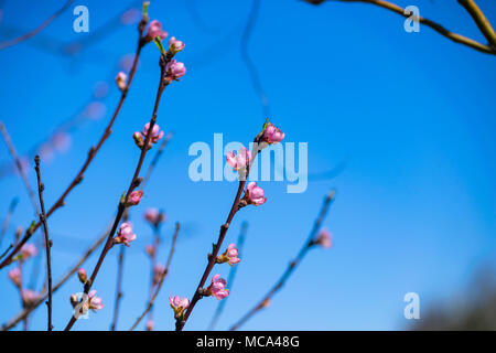 Głębowice, Polen. 14. April 2018. Baum der Pfirsich (Prunus Persica (L.) Batsch). Ein weiterer schöner, sonniger Frühlingstag. Natur kommt schnell an das Leben. Credit: W124 Merc/Alamy leben Nachrichten Stockfoto