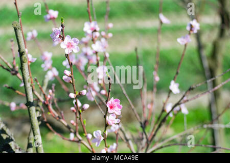 Głębowice, Polen. 14. April 2018. Baum der Pfirsich (Prunus Persica (L.) Batsch). Ein weiterer schöner, sonniger Frühlingstag. Natur kommt schnell an das Leben. Credit: W124 Merc/Alamy leben Nachrichten Stockfoto