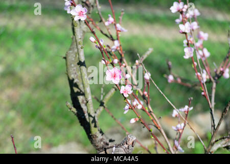 Głębowice, Polen. 14. April 2018. Baum der Pfirsich (Prunus Persica (L.) Batsch). Ein weiterer schöner, sonniger Frühlingstag. Natur kommt schnell an das Leben. Credit: W124 Merc/Alamy leben Nachrichten Stockfoto