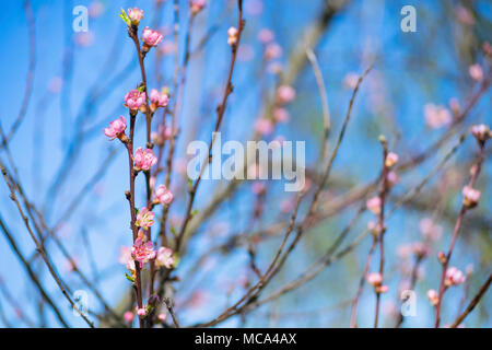 Głębowice, Polen. 14. April 2018. Baum der Pfirsich (Prunus Persica (L.) Batsch). Ein weiterer schöner, sonniger Frühlingstag. Natur kommt schnell an das Leben. Credit: W124 Merc/Alamy leben Nachrichten Stockfoto