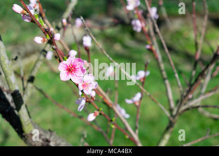 Głębowice, Polen. 14. April 2018. Baum der Pfirsich (Prunus Persica (L.) Batsch). Ein weiterer schöner, sonniger Frühlingstag. Natur kommt schnell an das Leben. Credit: W124 Merc/Alamy leben Nachrichten Stockfoto