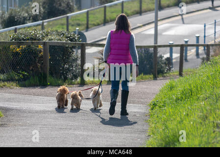 Frau, die mit drei Hunden an der Leine geht Stockfoto