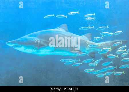 Unterwasser Großen Weißen Hai mit einem tropischen Schule der Fische und im blauen Ozean Hintergrund. Carcharodon Carcharias Arten. Stockfoto