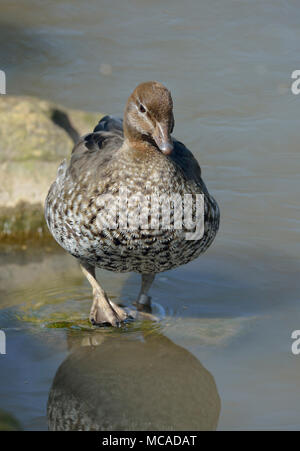 Australische Holz Ente - Chenonetta jubata Weiblich Stockfoto