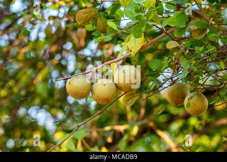 Limonia acidissima Baum mit Obst Stockfoto