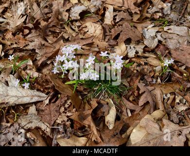 Zart rosa und weißen Blumen und grüne Blätter im Frühling Schönheit pflanzen sich in einem Wald. Stockfoto