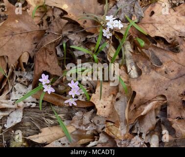 Rosa und weissen Feder Schönheit Blumen mit grünen Blättern, die sich in einem Wald. Stockfoto