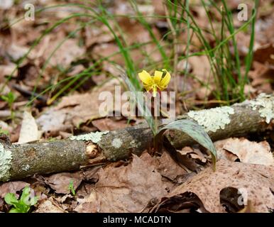 Detail einer hellen gelben Forelle Lilie Blume und beschmutzt, Grün und Lila Blätter, die sich in einem Wald. Stockfoto