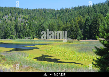 Mountain Run-off entsteht ein Tal von Feuchtgebieten. Stockfoto