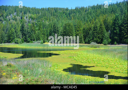 Mountain Run-off entsteht ein Tal von Feuchtgebieten. Stockfoto