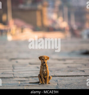 Kleiner Hund allein auf der Straße. Stockfoto