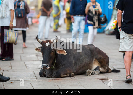 Kuh liegt in der geschäftigen Straßen der indischen Stadt. Stockfoto