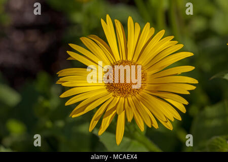 'Excelsum'-leaved Plantain von Leopard - Bane, Stor plantagineum gemsrot (Anmerkungen) Stockfoto