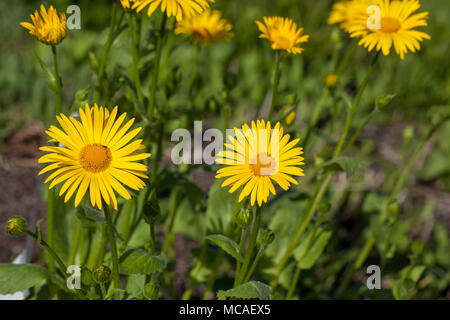 'Excelsum'-leaved Plantain von Leopard - Bane, Stor plantagineum gemsrot (Anmerkungen) Stockfoto