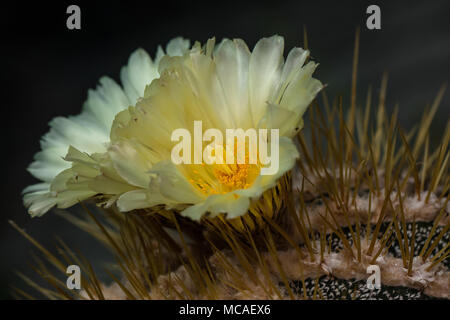 Der Mönch, Prickkaktus (Astrophytum ornatum) Stockfoto