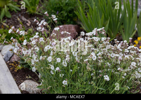 Meer Campion, Strandglim (Silene Uniflora) Stockfoto