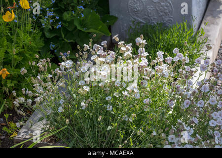 Meer Campion, Strandglim (Silene Uniflora) Stockfoto