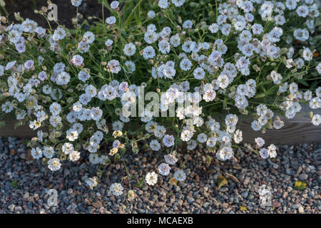 Meer Campion, Strandglim (Silene Uniflora) Stockfoto